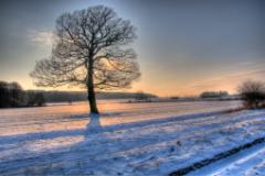 Benther Berg Baum im Gegenlicht